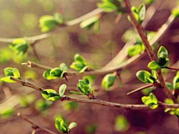 Повідомили, коли в Україну прийде справжня весна