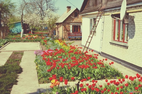 Луцькі тюльпани. ФОТО