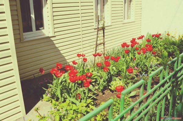 Луцькі тюльпани. ФОТО