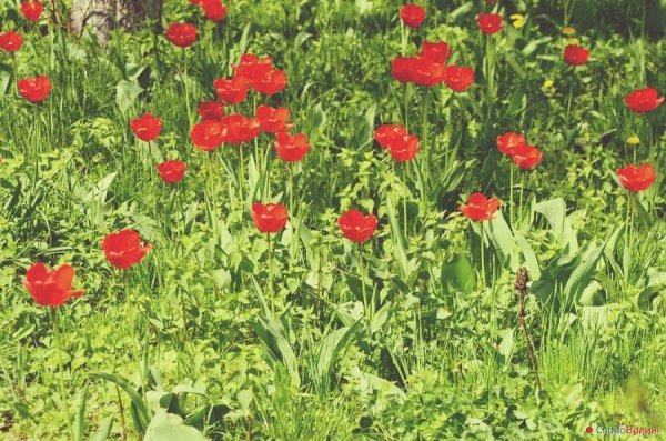 Луцькі тюльпани. ФОТО