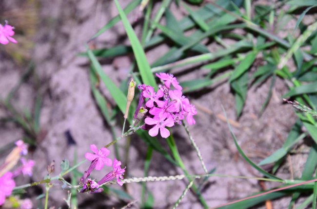 Рідкісна краса: фото червонокнижних рослин «Цуманської пущі»