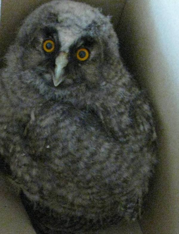 У Луцьку пожежники врятували совеня. ФОТО