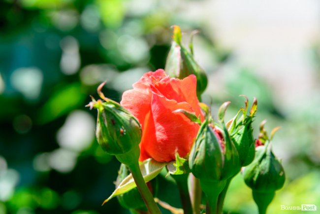 Літні пахощі: головний собор Луцька тоне в трояндах. ФОТОРЕПОРТАЖ