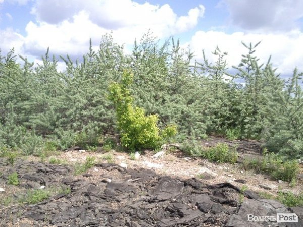 Повітряний ліс на луцькому будинку. ФОТО