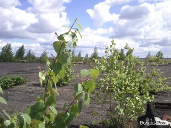 Повітряний ліс на луцькому будинку. ФОТО