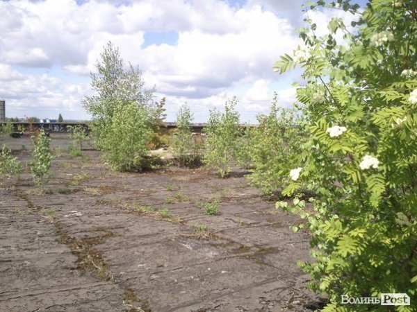 Повітряний ліс на луцькому будинку. ФОТО