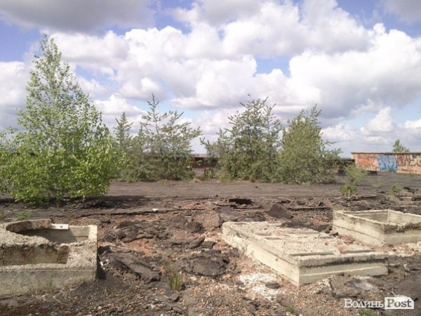 Повітряний ліс на луцькому будинку. ФОТО