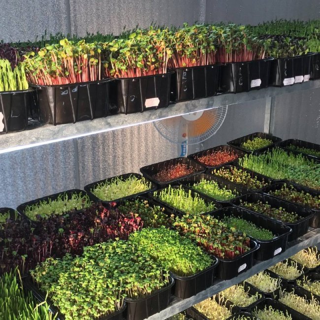 Волинянин вирощує та продає екзотичну зелень