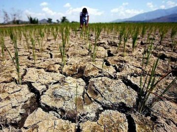 На Ковельщині готуються до найбільшої посухи за останнє сторіччя