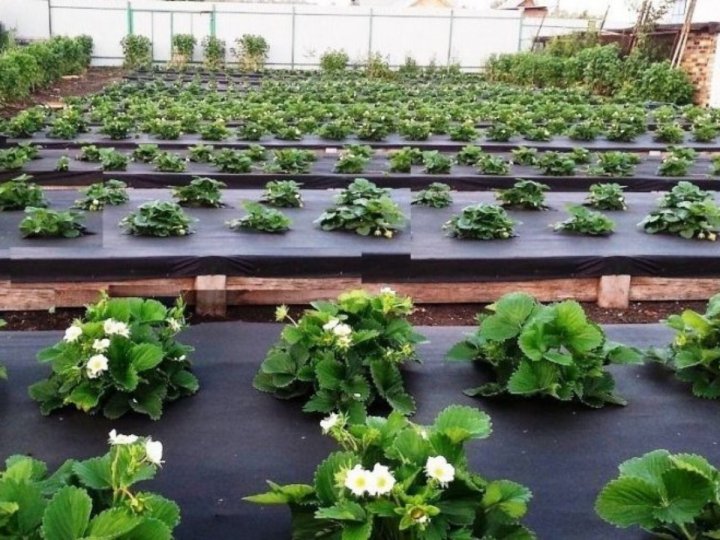 Який спанбонд краще для мульчування грядок?