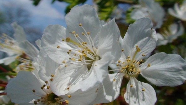 Фотовиставка Олександра Пизи