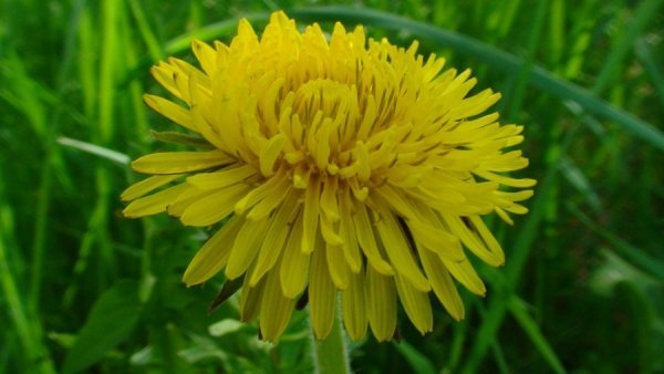 Фотовиставка Олександра Пизи