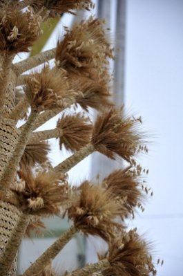 У центрі  Рівного встановили велетенський символ Різдва. ФОТО