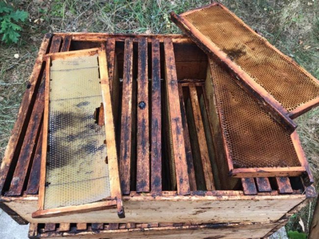 Бджоли загинули: на Волині невідомі облили 27 вуликів дизпаливом. ФОТО