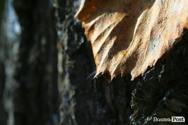 Початок осені у Луцьку. ФОТО