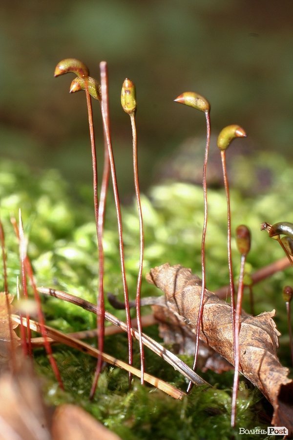 Початок осені у Луцьку. ФОТО