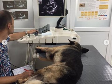 Небайдужі волиняни врятували пса, якого невідомі після наїзду залишили на дорозі. ФОТО