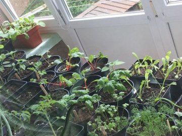 Як лучанка вирощує на балконі 20 видів городини. ВІДЕО 