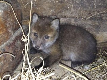Неповнолітній волинянин продавав чотирьох лисенят: тварин врятували