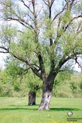Першотравневий Луцьк. ФОТО
