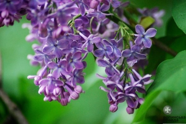 Першотравневий Луцьк. ФОТО