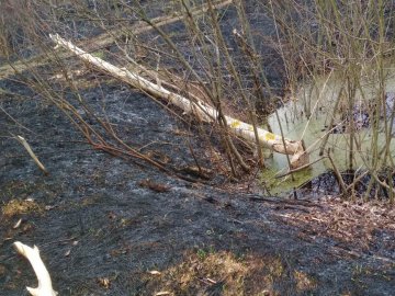 На Волині бригада з 9 рятувальників  гасила пожежу на торфовищі