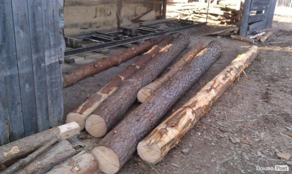 «Ліс рубають – скалки летять»: чому камінь-каширці проти охоронців лісу. ФОТО. ВІДЕО