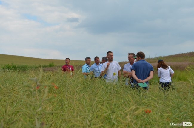 Аграрна еліта серед пшеничних колосків: на Волині – День поля. ФОТО