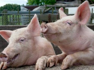  У померлих свиней на Волині не виявили жодної з трьох хвороб,  на які були підозри