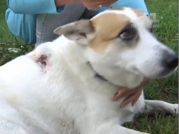 Чоловік розважався зі зброєю і влучив у собаку, якого вигулював господар. ВІДЕО