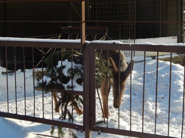 Зима в Луцькому зоопарку. ФОТО