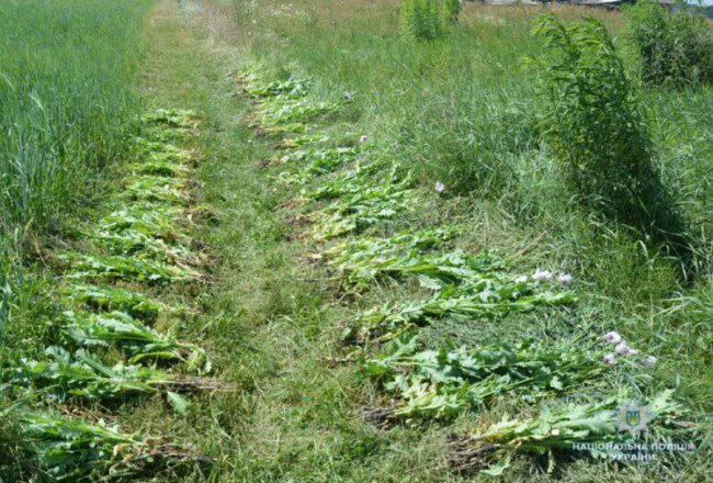 На Волині поліція знищила  посіви маку у полі