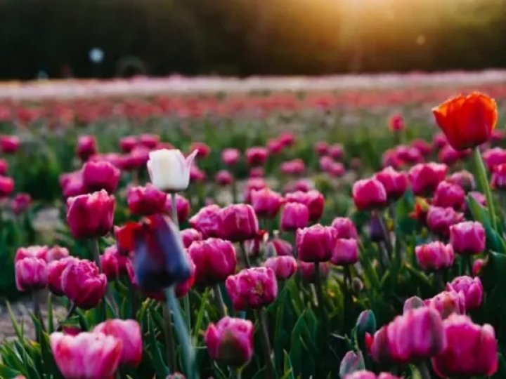 «Волинська Голландія» готується до нового сезону: коли чекати відкриття