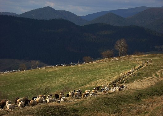 На схилах Боржави