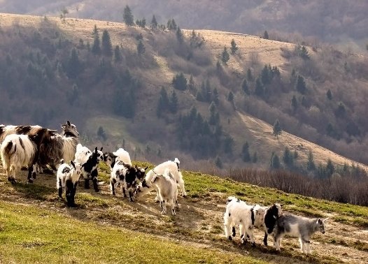 На пасовищі