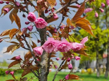 Про луцькі сакури, сапсерфінг та байдарки: добрі новини від ВолиньPost за 11 травня 