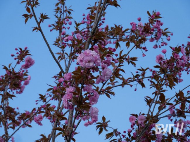 У місті на Волині висадили сакури