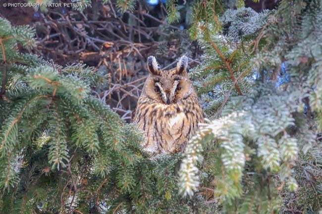 Волинський фотограф показав неймовірну красу птахів, які лишились зимувати в Луцьку. ФОТО