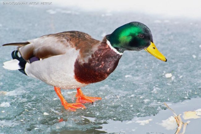 Волинський фотограф показав неймовірну красу птахів, які лишились зимувати в Луцьку. ФОТО