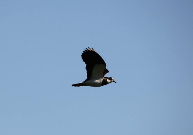 Показали неймовірні фото чайок з волинського нацпарку