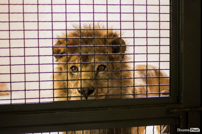 Пухнасті любощі, або Закохані парочки Луцького зоопарку. ФОТО