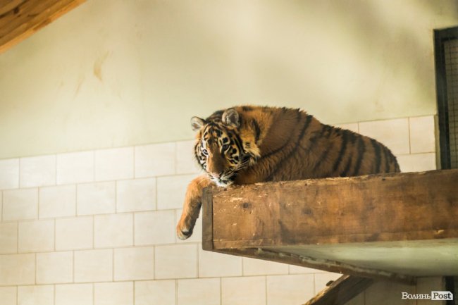 Пухнасті любощі, або Закохані парочки Луцького зоопарку. ФОТО