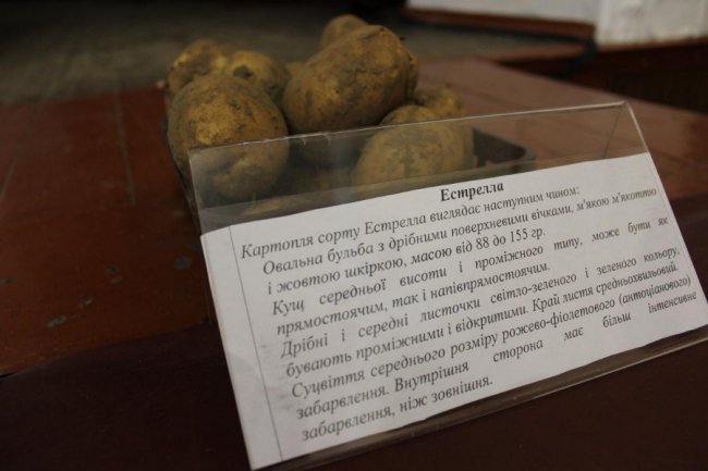 На Волині вирощують нові сорти картоплі за сучасною технологією. ФОТО