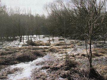 Сморід та шкідливі речовини: на Волині м'ясокомбінат забруднив землю відходами. ФОТО