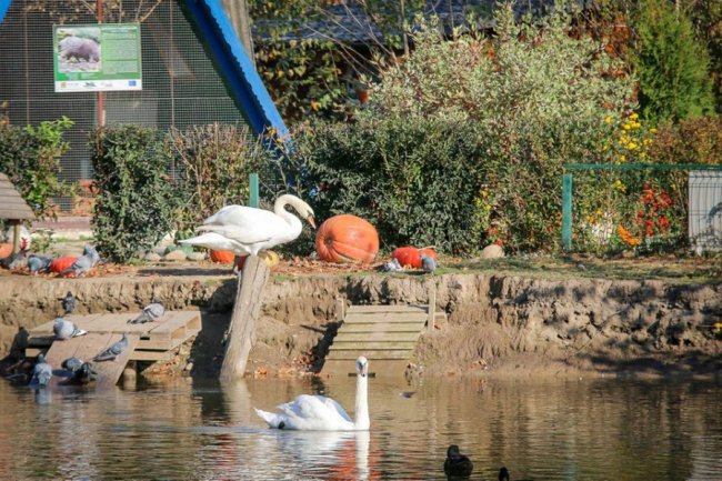 У Луцькому зоопарку відгуляли свято гарбуза: як це було. ФОТО