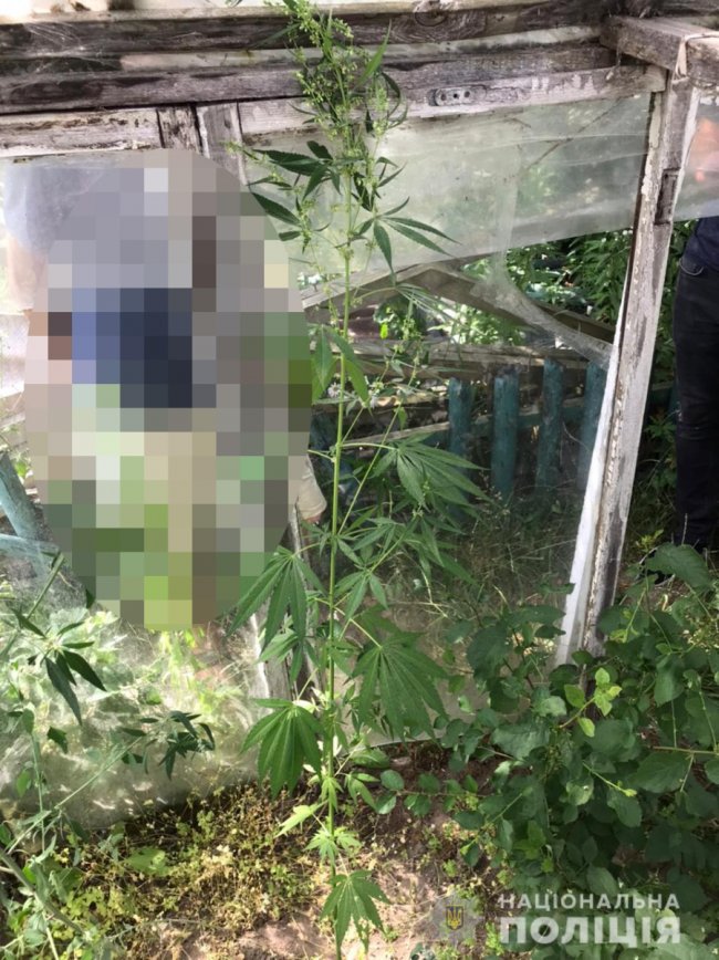У жителя Луцького району знайшли теплицю, де він незаконно вирощував елітні сорти конопель