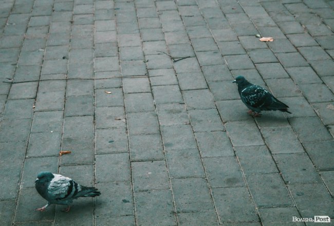 Похмура осінь у Луцьку. ФОТО