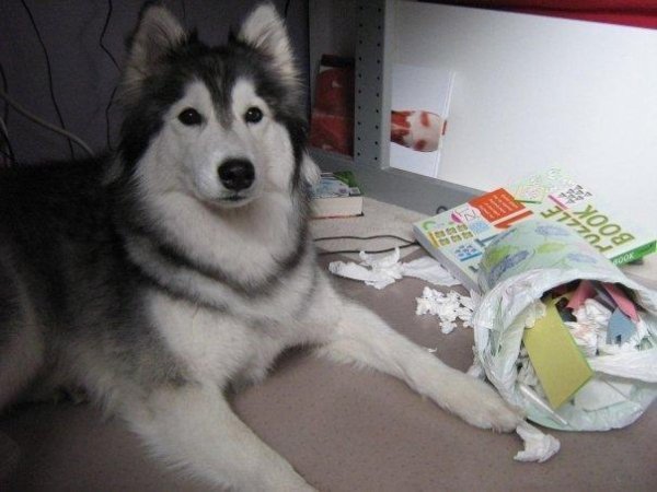 Хаскі, якого виховали коти. ФОТО