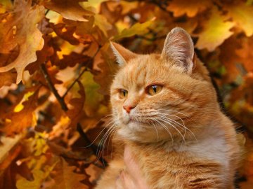 Погода у Луцьку та Волинській області на завтра, 17 вересня