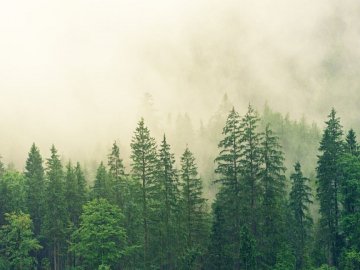 У Білорусі зняли заборону на відвідування лісів поруч з Україною